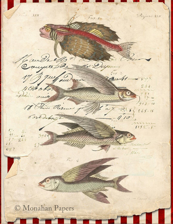 Flying Fish (014) X287