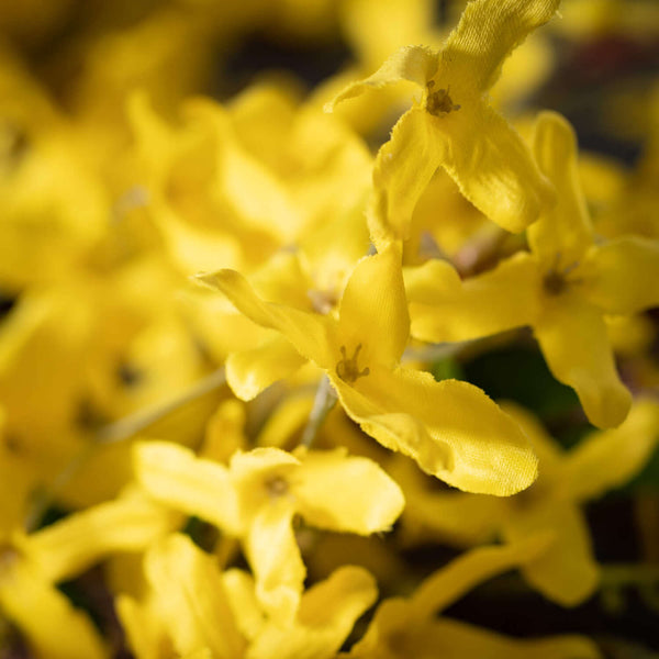 Forsythia and Twig Pick