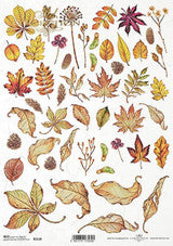 Autumn Leaves R2120