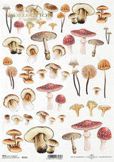 Mushrooms R2121