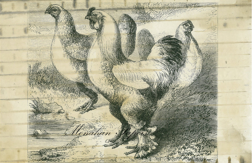 Bramapootras Chicken Yard SPS157