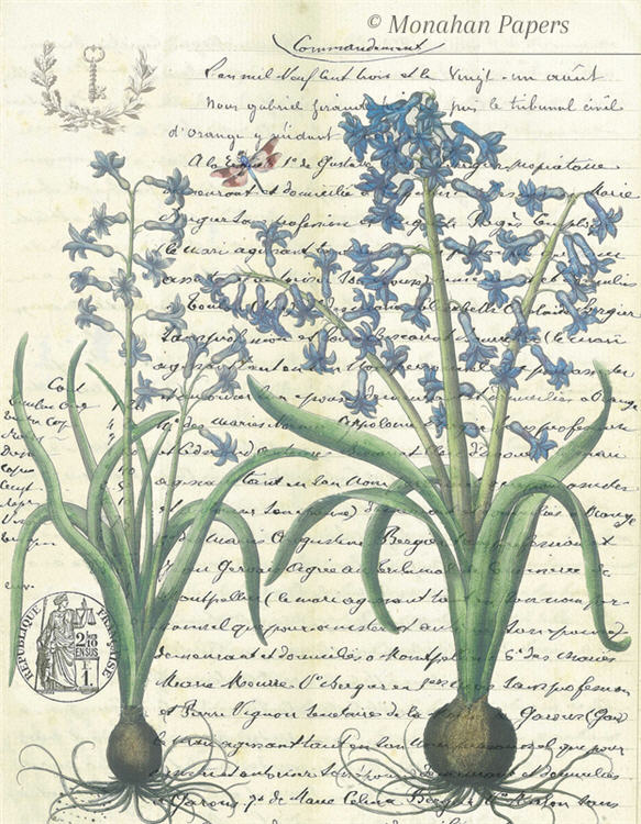 blue lily flower bulbs Botanical 53, blue lily bulbs (040) BOT53
