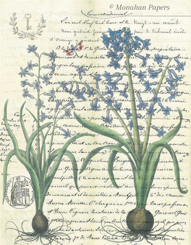 Botanical 53, blue lily bulbs BOT53