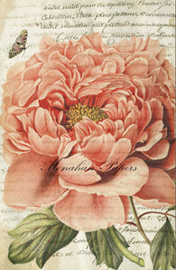 Botanical 38, large old pink rose BOT38