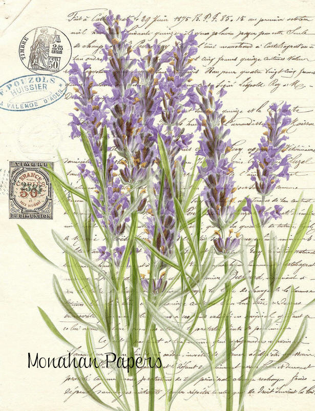 Botanical 41, lavender (035) BOT41