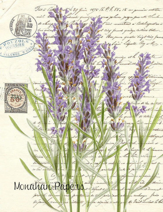 Botanical 41, lavender (035) BOT41