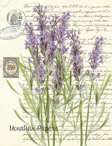 Botanical 41, lavender BOT41