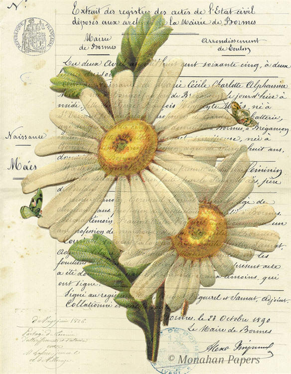 Botanical 55, white daisies (027) BOT55