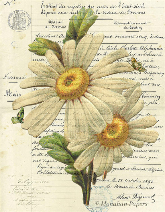 Botanical 55, white daisies (027) BOT55
