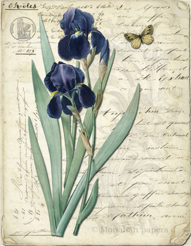 Botanical 87, mini blue iris BOT87