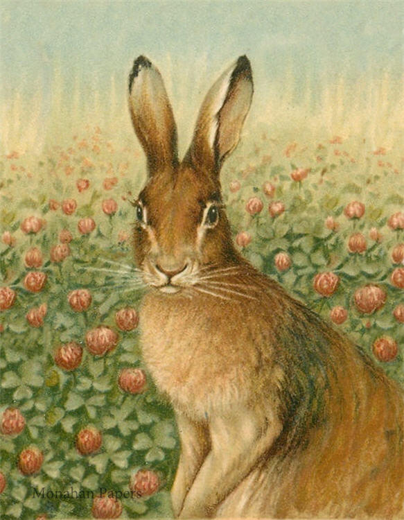 Rose Hare (044) E78