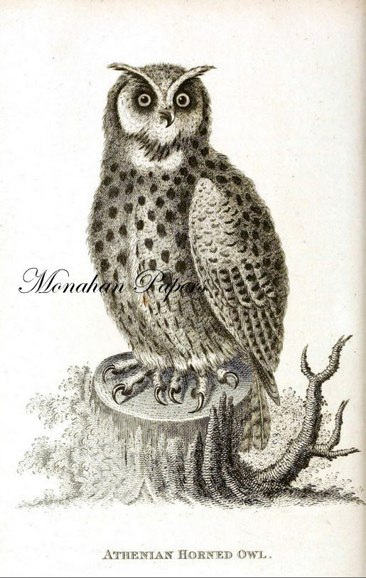 Athenian Horned Owl H9