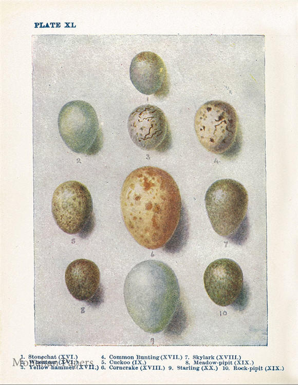 Egg Plate XL (003) SPS203