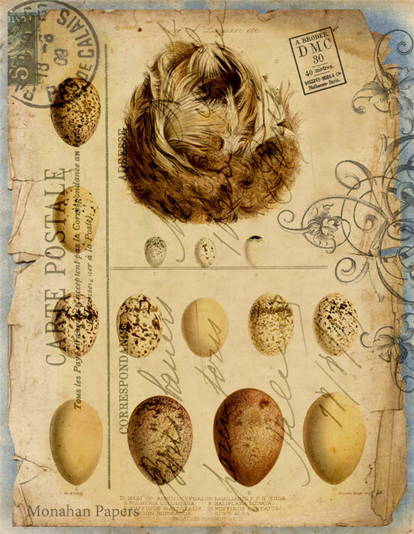 Eggs and Nest Carte Postale (012) X123