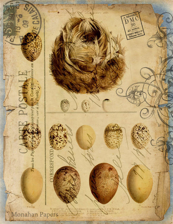 Eggs and Nest Carte Postale (012) X123
