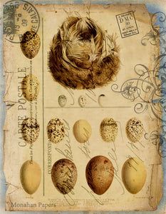 Eggs and Nest Carte Postale X123
