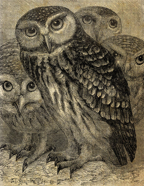 A Gathering of Owls X173