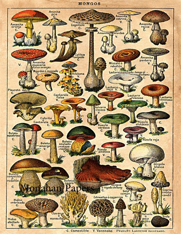 Hongos - Mushrooms X176