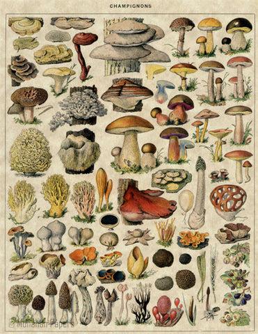 Champignons - Mushrooms X178