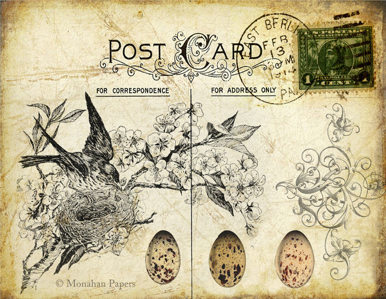 Thrush Nest and Eggs (003) X26