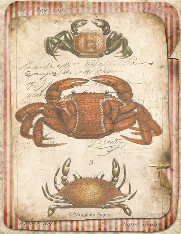Red Crab Trio (014) X274