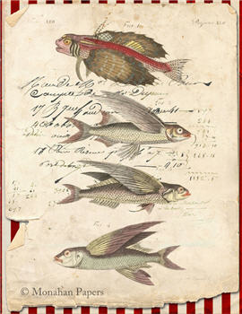 Flying Fish (014) X287