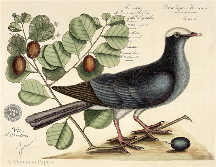 Le Pigeon de Couronne Blance (019) X420