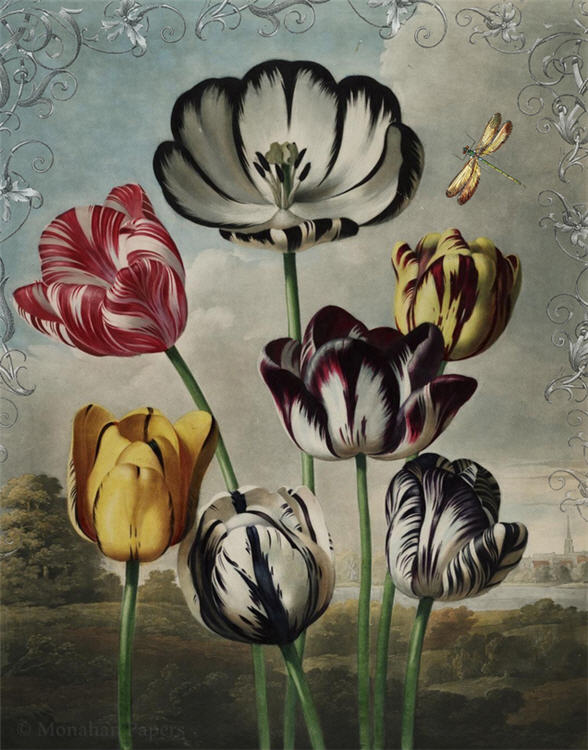 Tulips (028) X436