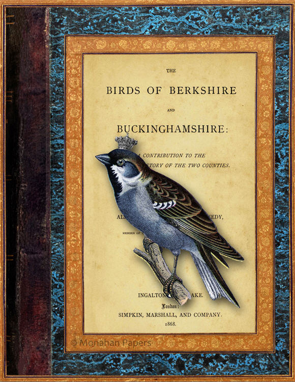 Blue Breasted Berkshire Bird X925