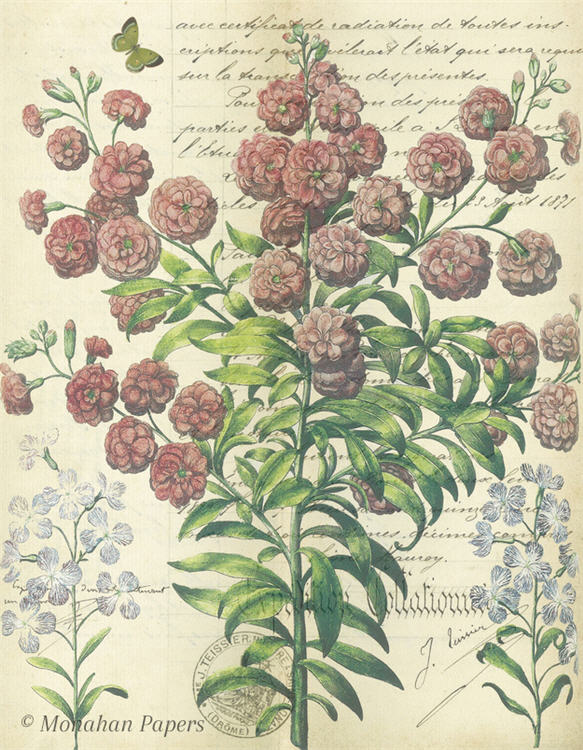 Botanical 51, pink phlox BOT51