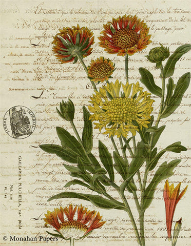 Botanical 63, gallardia BOT63
