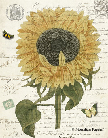 Botanical 65, imperial sunflower BOT65