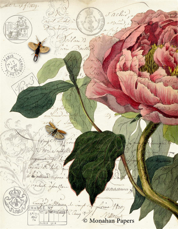 Botanical 69, peony (035) BOT69