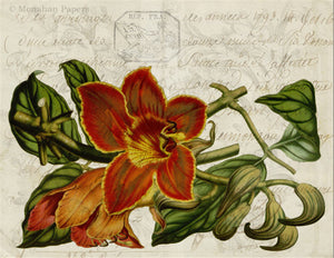 Botanical 84, orange squash blossom BOT84