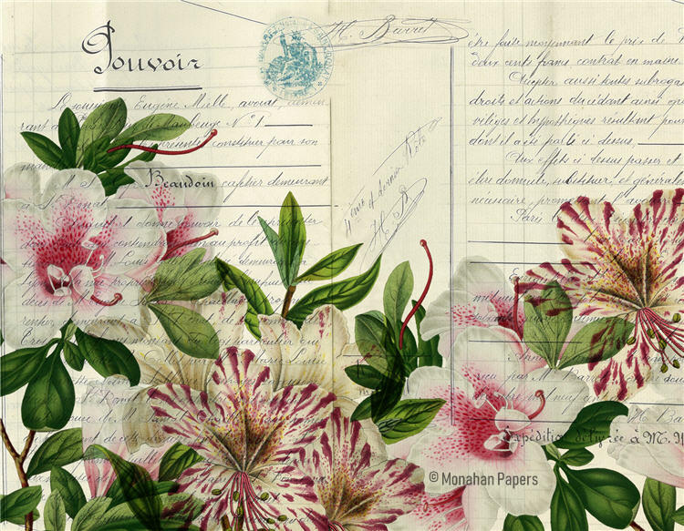 Botanical 93, pink striped lilies (039) BOT93