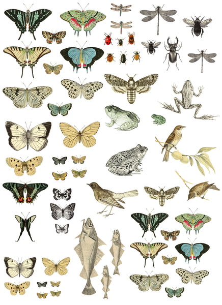 Entomology IOD Transfer