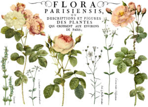 Flora Parisiensis IOD Transfer