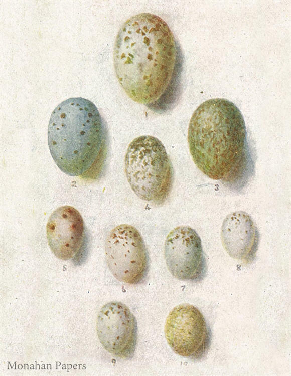 Egg Plate E12, 10 speckled eggs E12