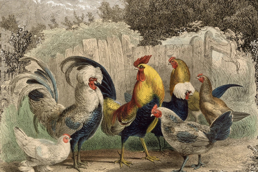 Poulette, Poulet? JRV