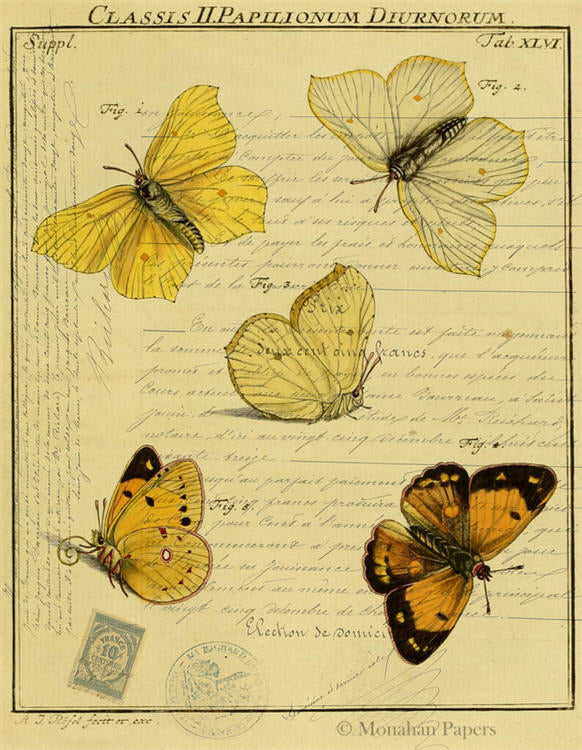 Butterflies (020) X484