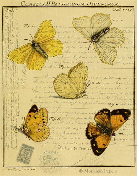 Butterflies (020) X484