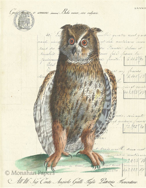 The Barn Owl H26