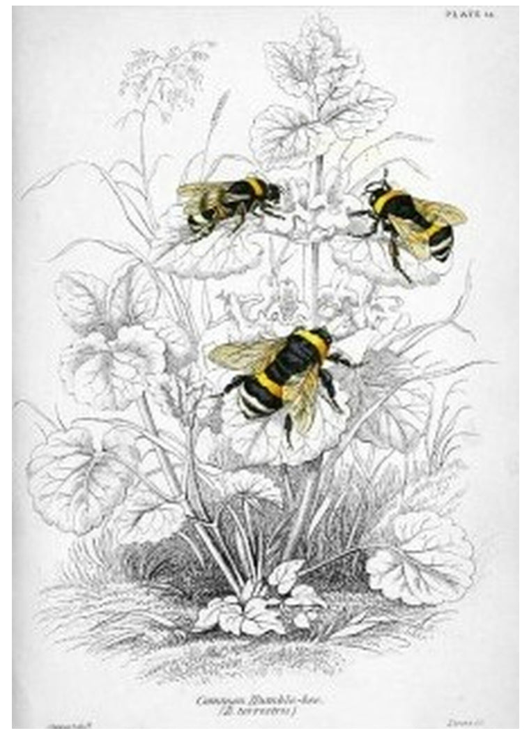Illustrated Bumblebees
