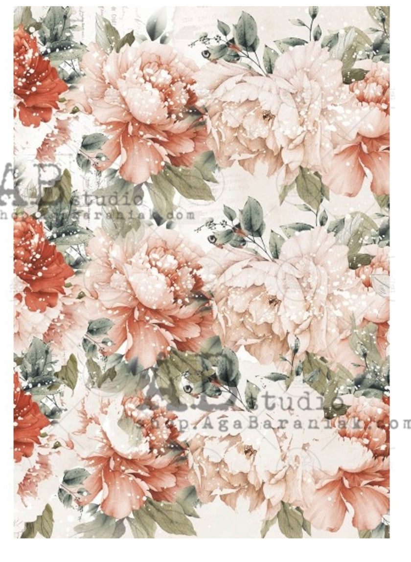 Large Coral Roses ABRP_691