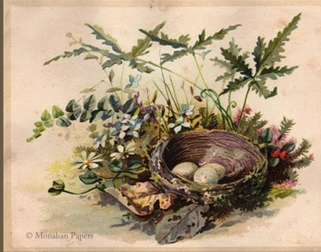 Nest and Eggs (012) X57