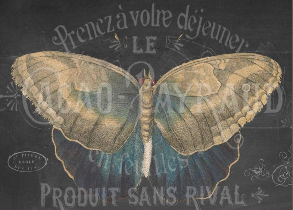 CACAO Chalkboard Butterfly (020) X493