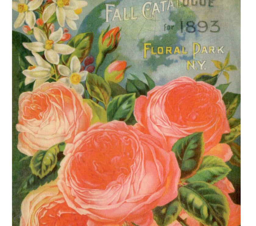 John Lewis Childs 1893 Fall Catalog