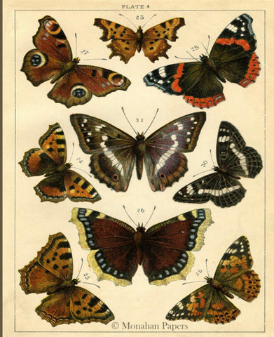 Butterflies Plate - X124
