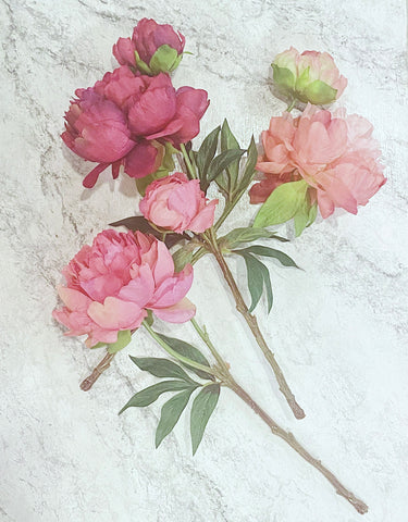 Summer Peony, Pink Cerise Mix, set of 3 Assorted Colors