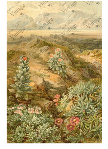 Desert Succulent JRV
